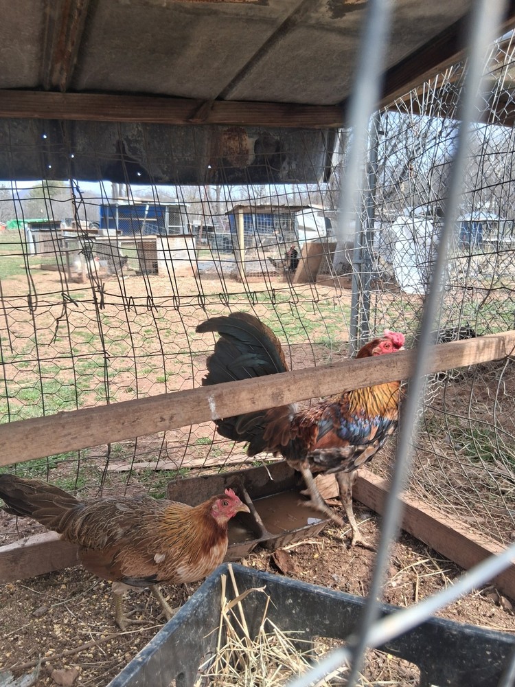 6 McLean Henny Pure Hatching Eggs