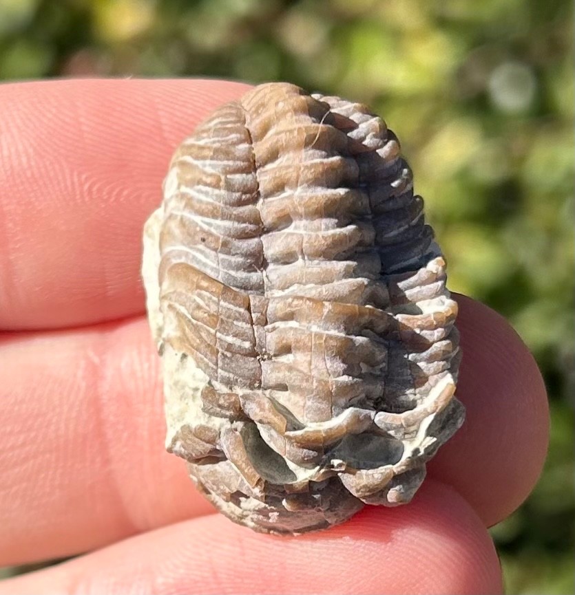 Oklahoma Fossil Trilobite Phacopid Devonian Age Bug Haragan Formation