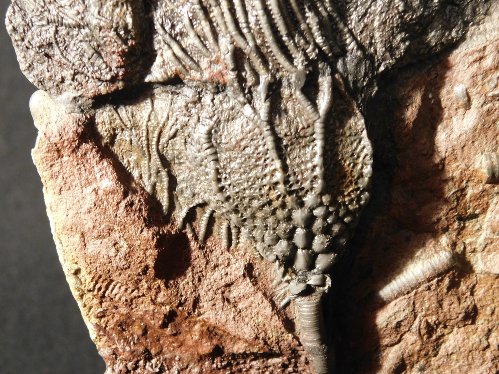 LARGER! 430 Million Year Old! CRINOID Fossil or Sea LILY Fossil Morocco 686gr