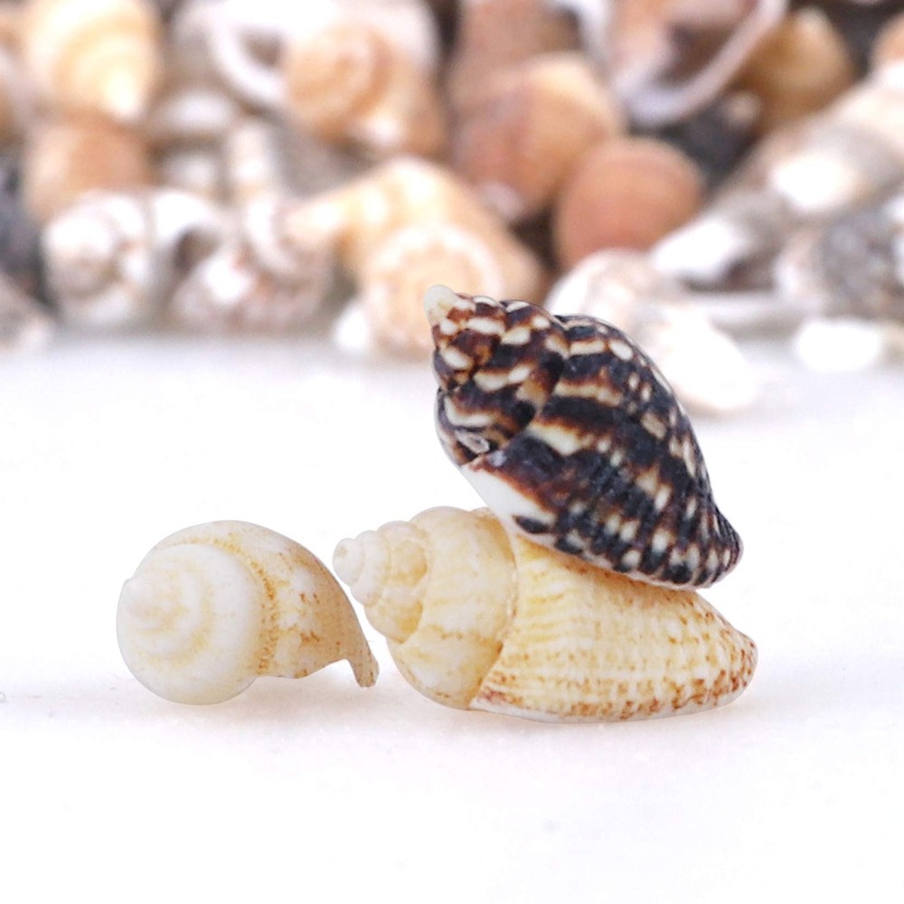 2000 PCS Tiny Mini Small Sea Shells for Crafting Spiral Conch Shells for Crafts