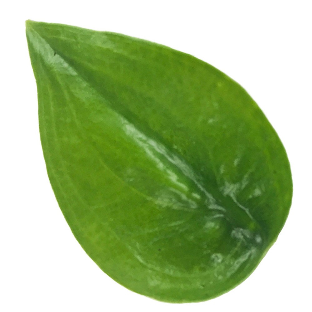 Tiny Dancer Elephant Ear (Tiny Dancers) - Alocasia - Live Plant