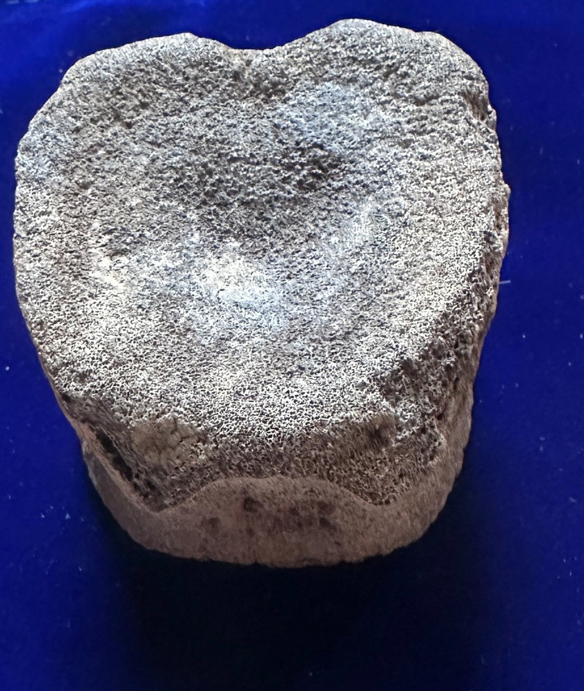 Genuine Hadrosaur vertebrae
