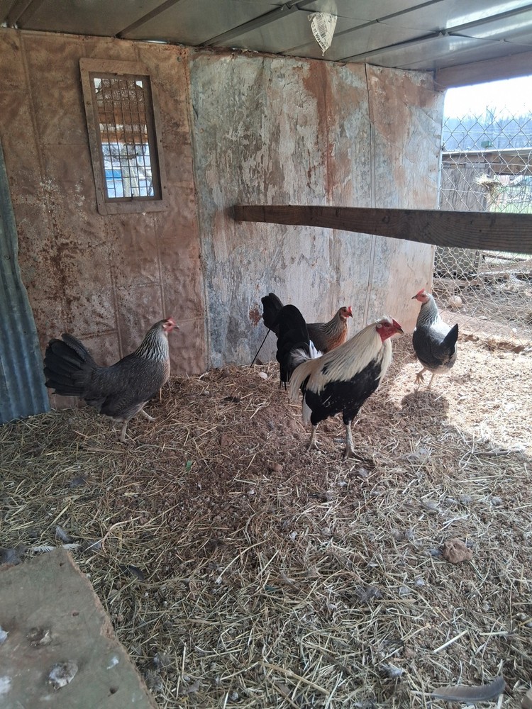 6 +Bennett Pure Hatching Eggs