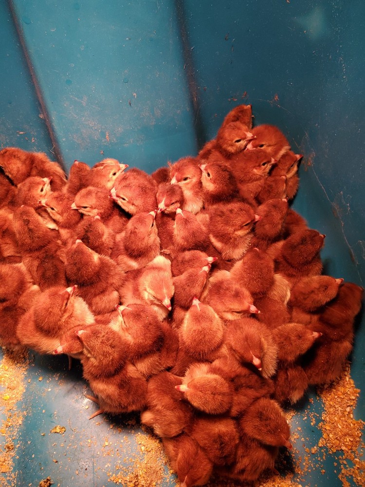 18 Exhibition Rhode Island Red Hatching Eggs