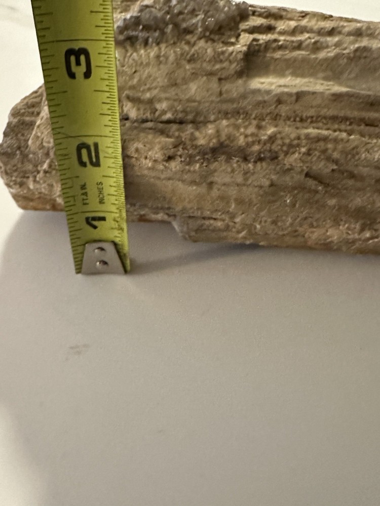 4 Pound Petrified Jurassic Tree Section With Crystal Formation