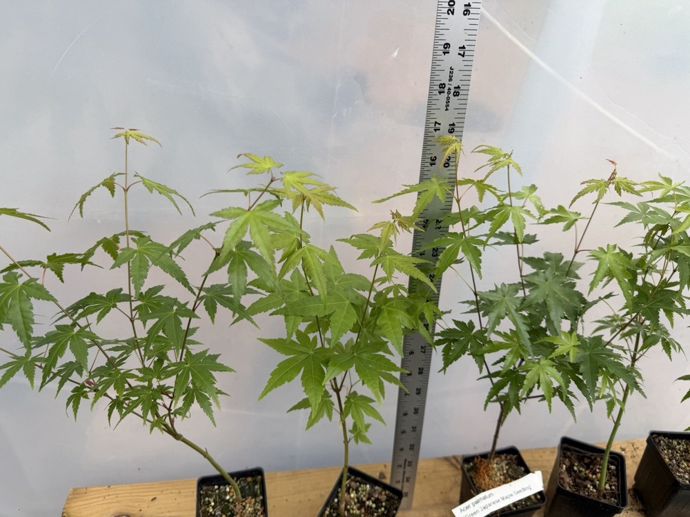 6 Japanese Maple Seedlings