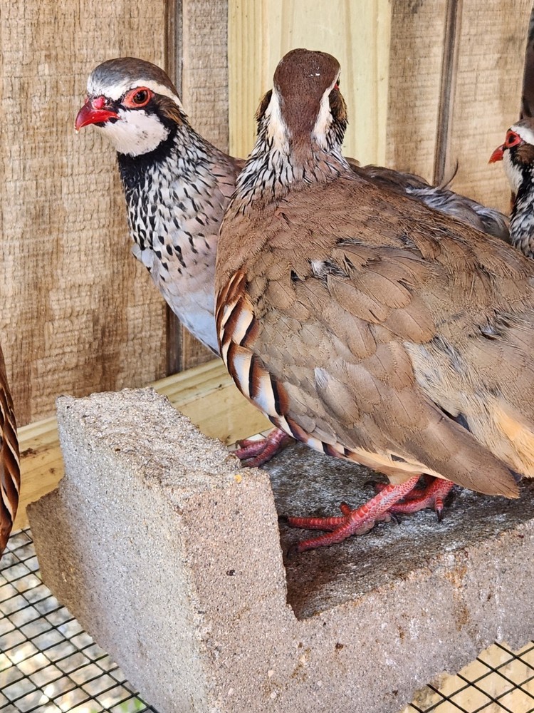 30 Plus 2 Red Legged Partridge Hatching Eggs