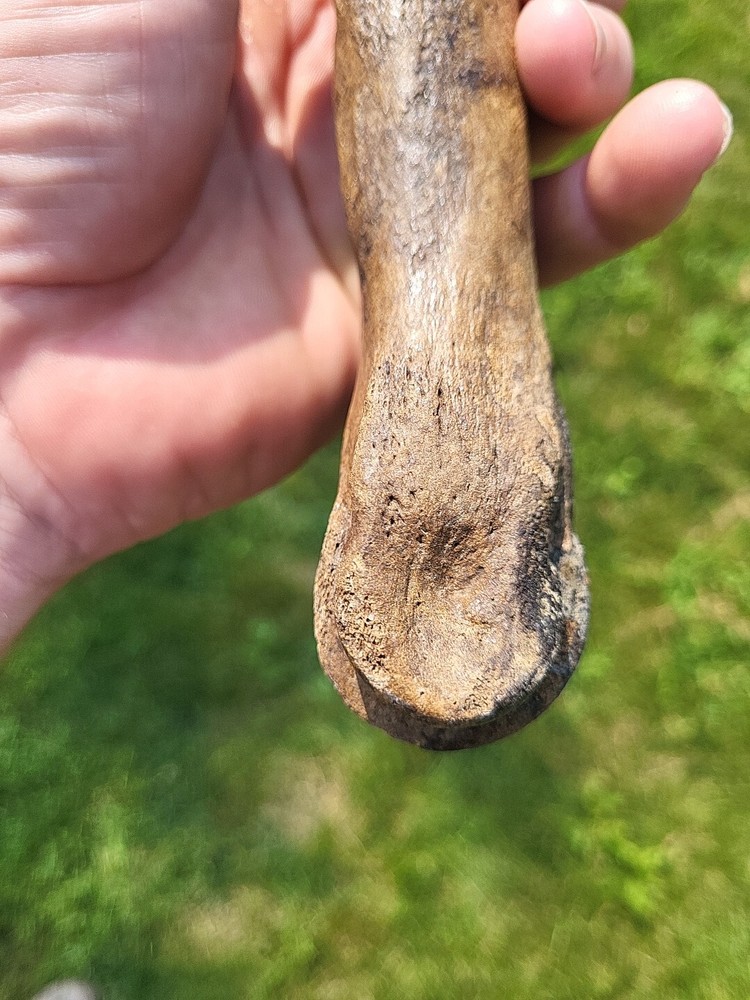 Bison metacarpal Historic bison foot bone