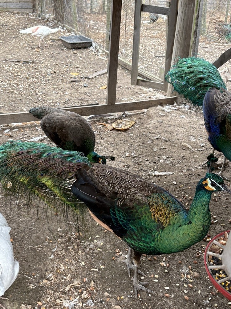 3 Java Green Purple Spaulding hatching eggs.