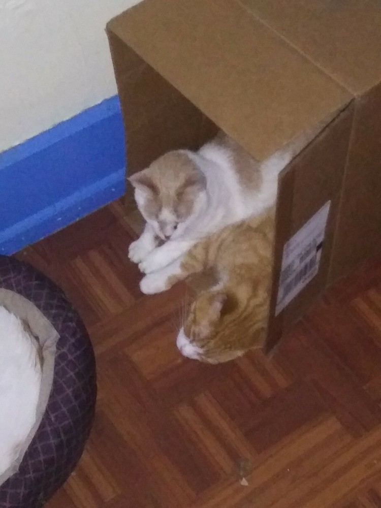 😻CHARITY😸 Feed A Cat For A Month