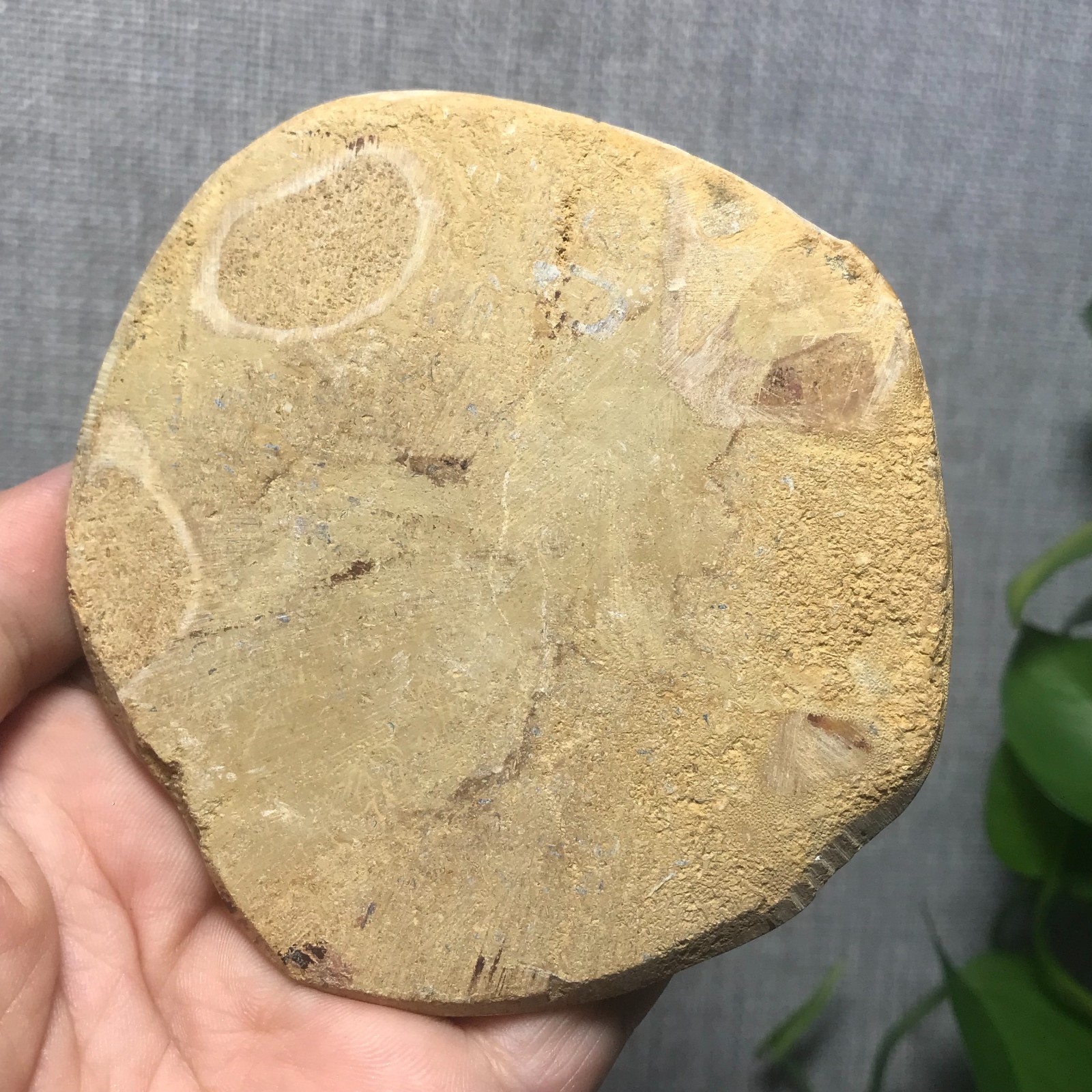 229g Starfish Crystal Specimen 08