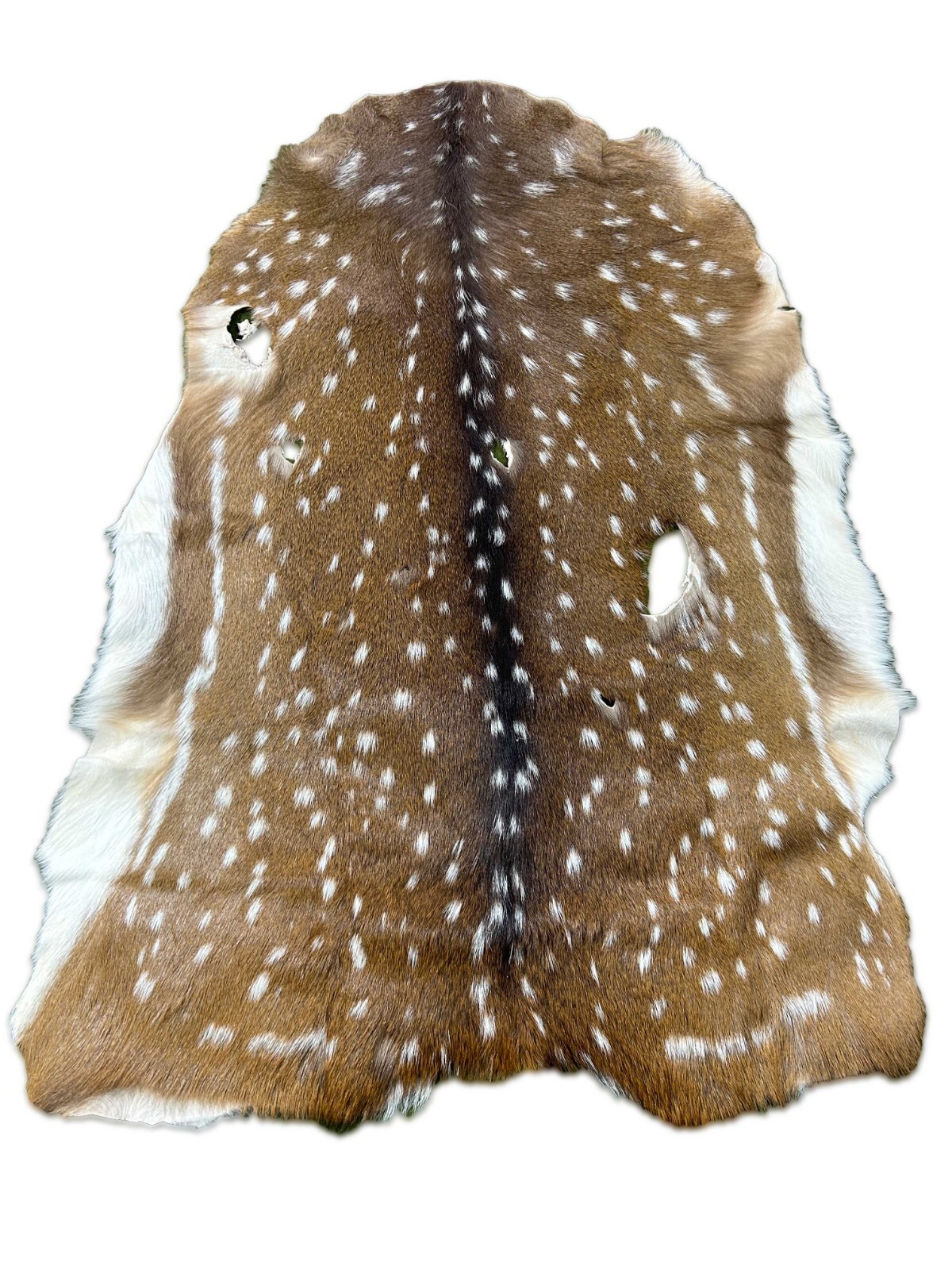 Axis Deer Skin Second Grade -Axis Deer Hide Size: 38"X30" Cheetal deer buck hide