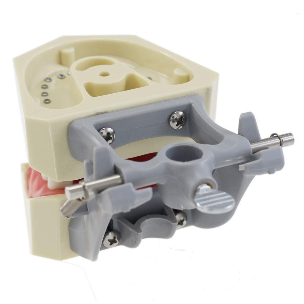 Columbia Dentoform 860 Type Dental Typodont Mounting Pole 32PCS Teeth Removable