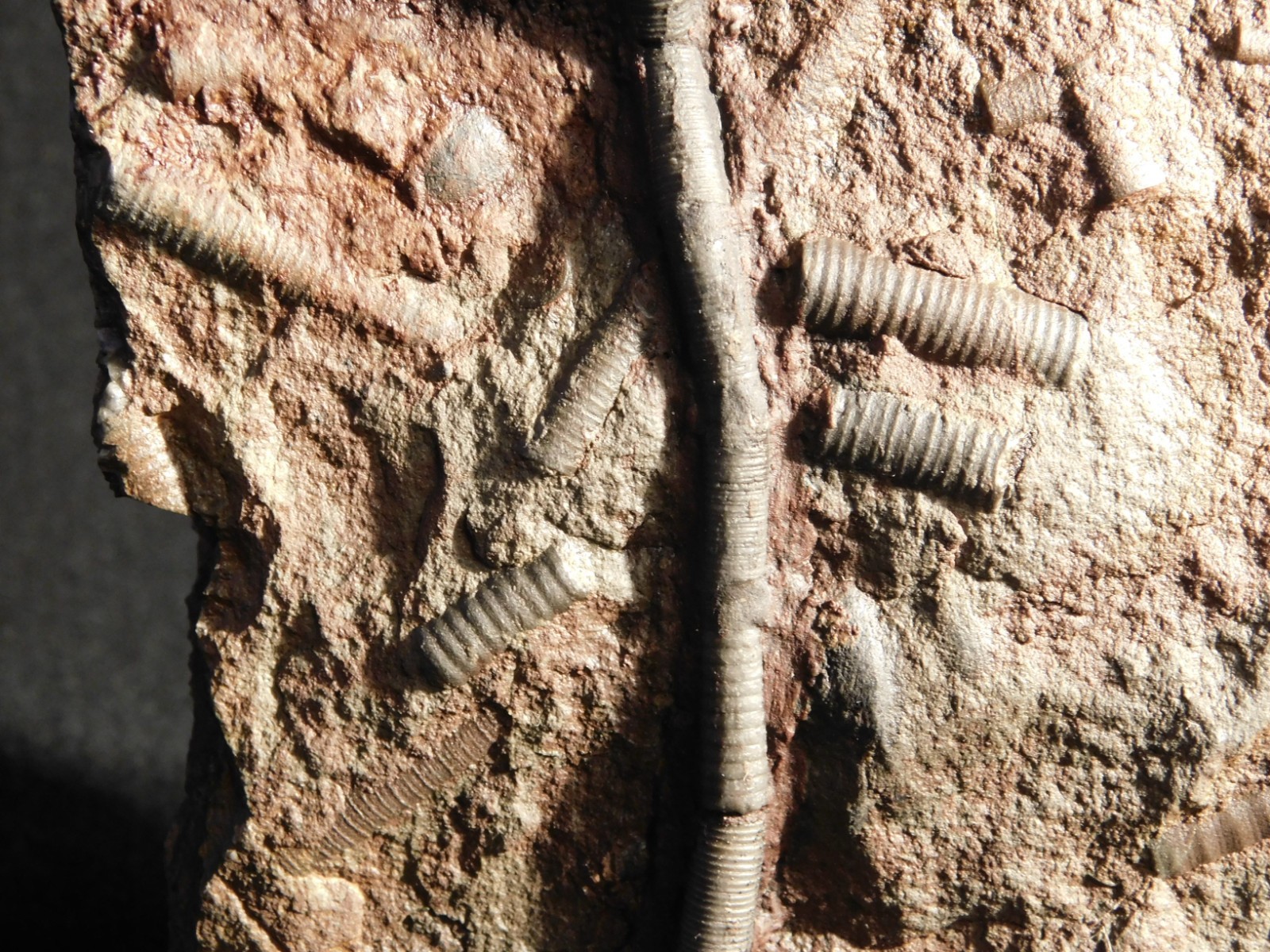 LARGER! 430 Million Year Old! CRINOID Fossil or Sea LILY Fossil Morocco 686gr