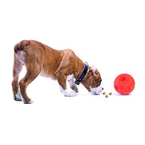Authentic Tricky Treat Ball - Medium,Orange