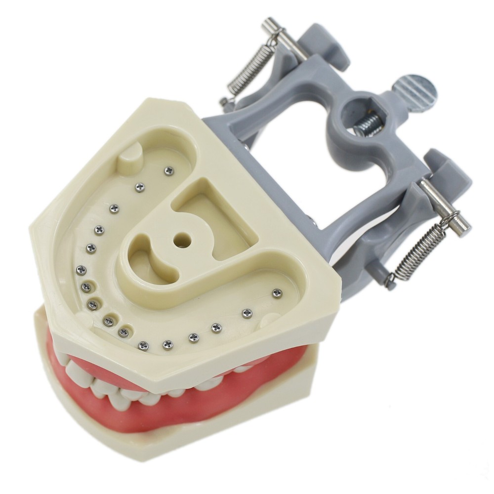 Columbia Dentoform 860 Type Dental Typodont Mounting Pole 32PCS Teeth Removable