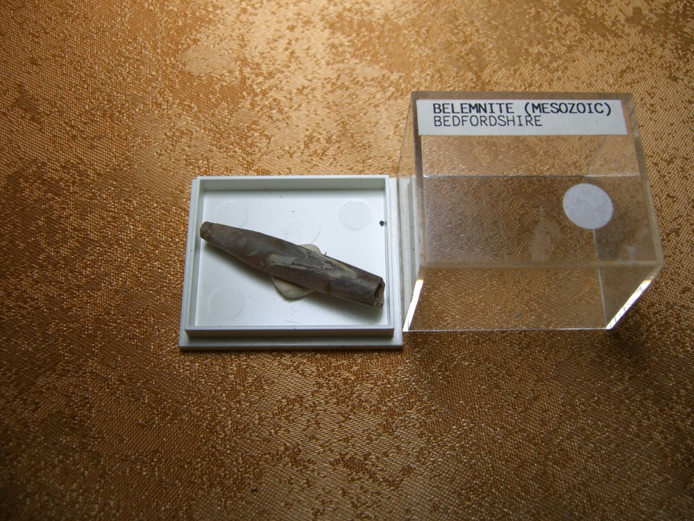Fossils collection, mesozoic, cretacious, eocen, cased