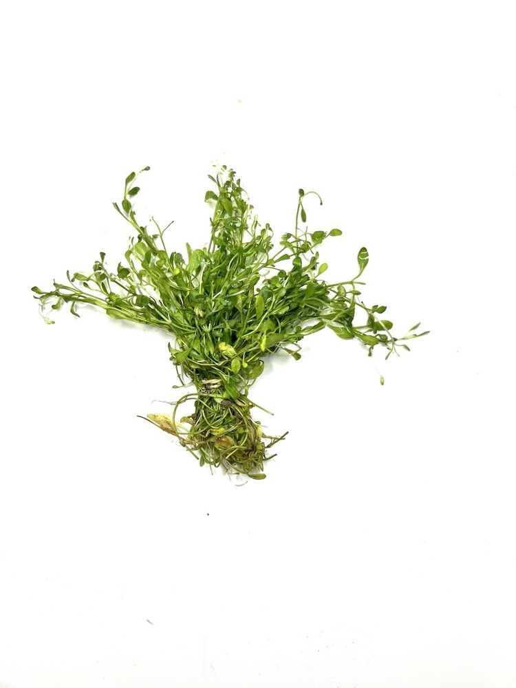 Aquatic Plants
