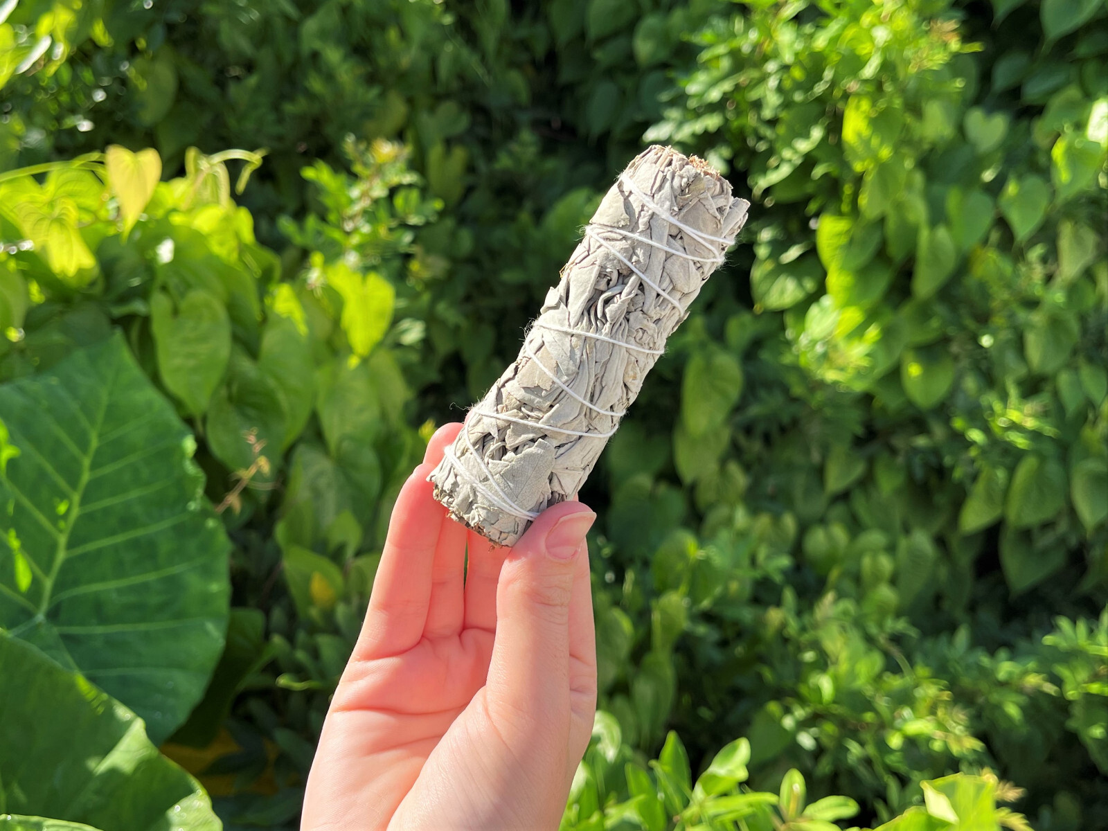 White Sage Smudge Bundles - 5 Pack Bulk Lot + Directions (4" White Sage Sticks)