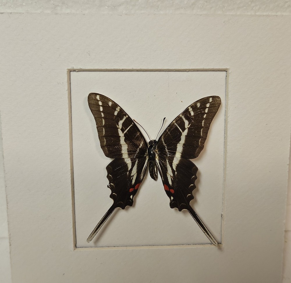 Real framed Zebra swallowtail from N. America in Custom shadowbox