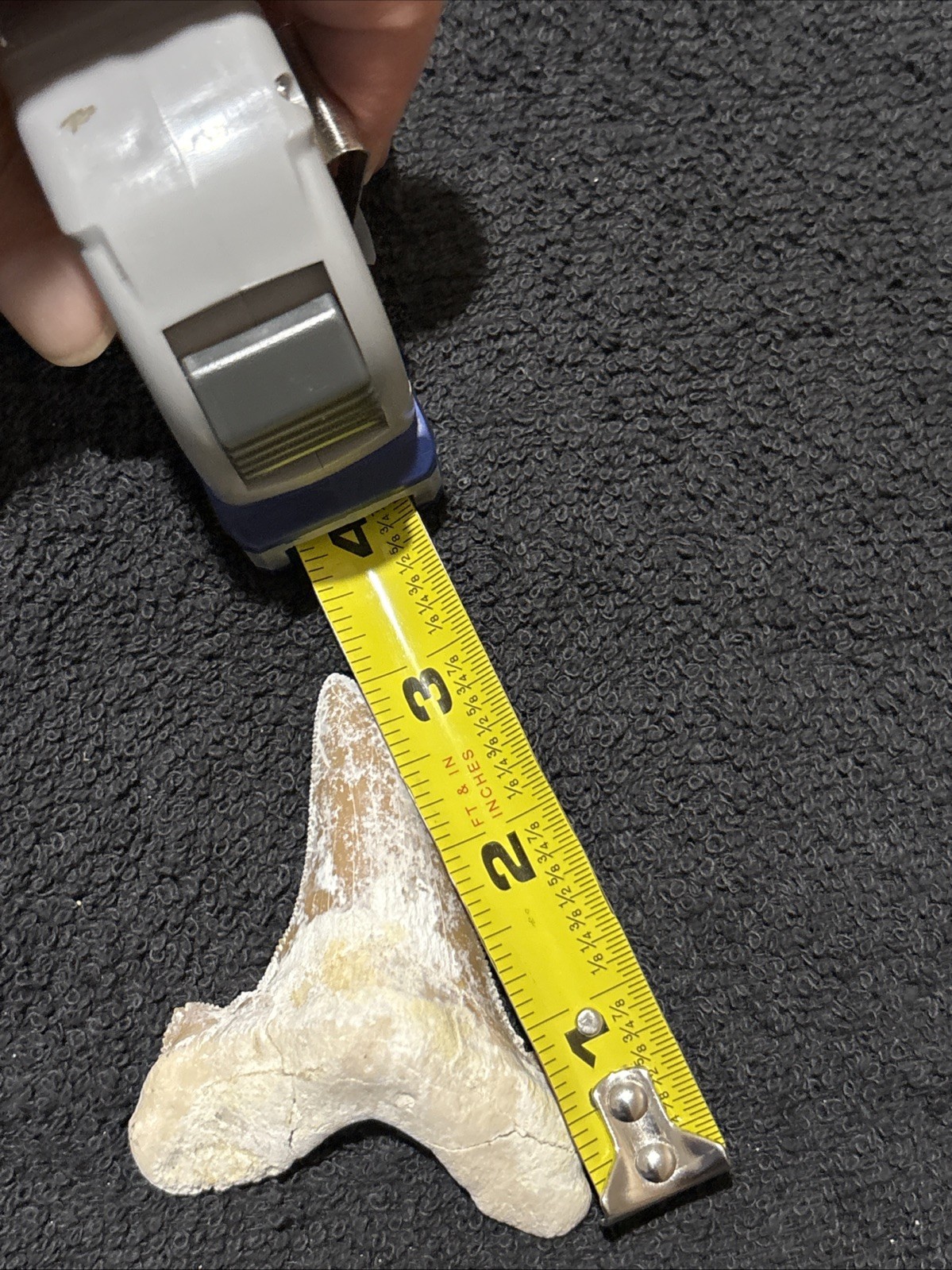 Paleocarcharodon Very Large 3 + Inches Minor Damage To Root. Needs Cleaning