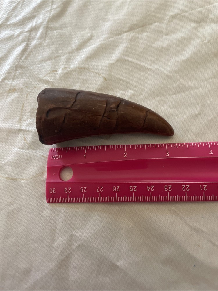 Dinosaur Tooth 3 Inches Long Real? Replica?