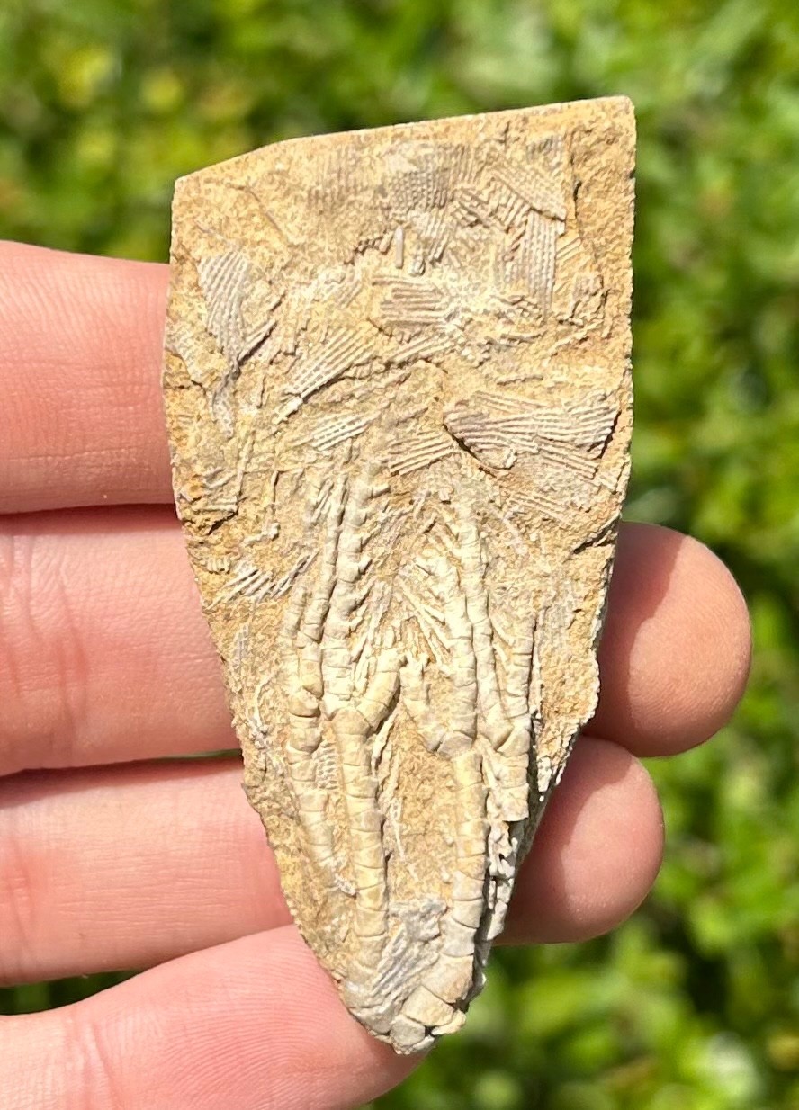 NICE Fossil Crinoid in Matrix Aphelecrinus Alabama Bangor Limestone Formation