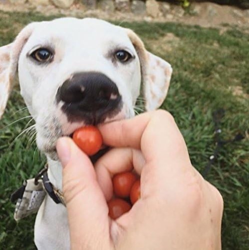 Pet Tag Silencer Black