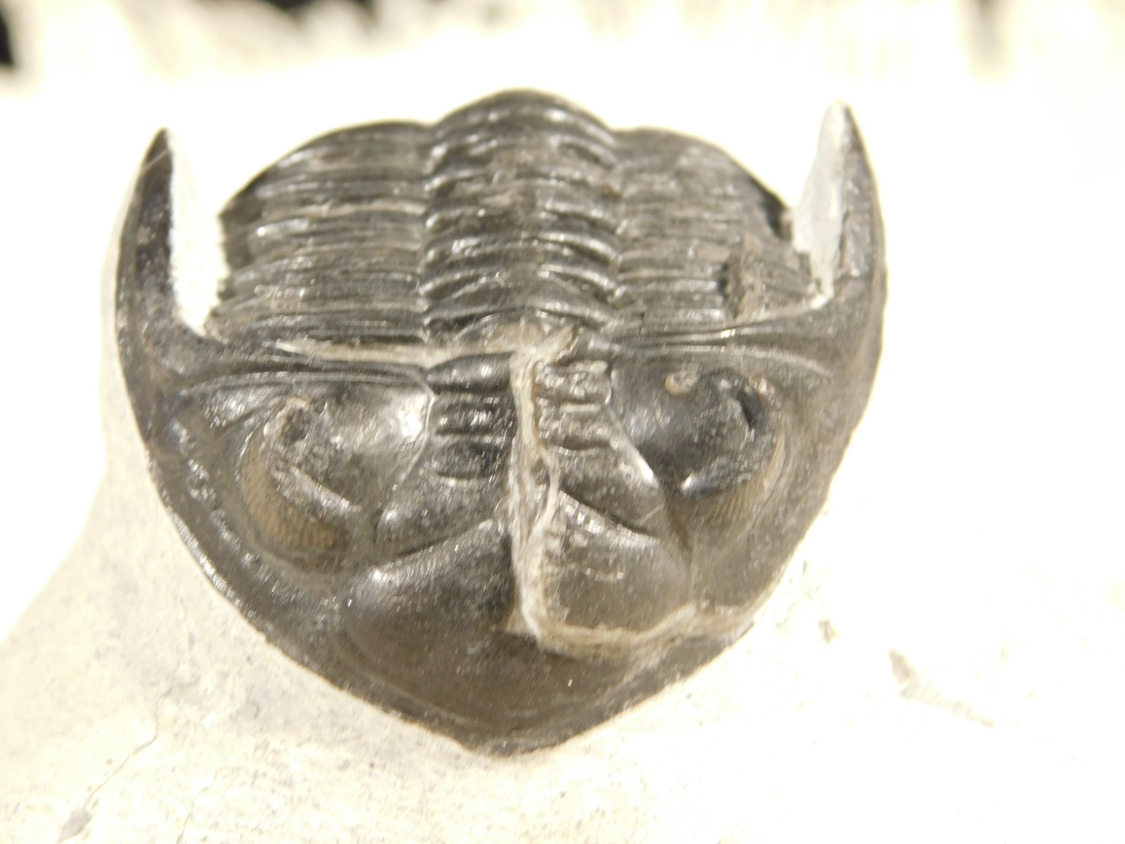 Enrolled! Hollardops TRILOBITE Fossil Nice and 100% Natural Morocco 208gr
