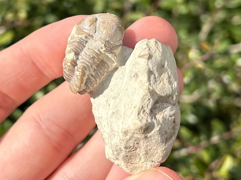 NICE Oklahoma Fossil Trilobite Kainops invius Devonian Age Bug in Matrix