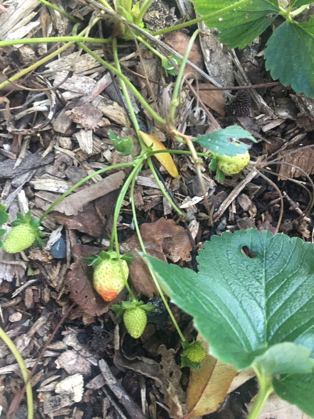 Albion Strawberry Plants dormant, bareroot strawberry plants