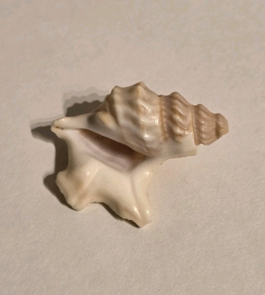 Pelicans Foot Shell Approx 1.5 Inches
