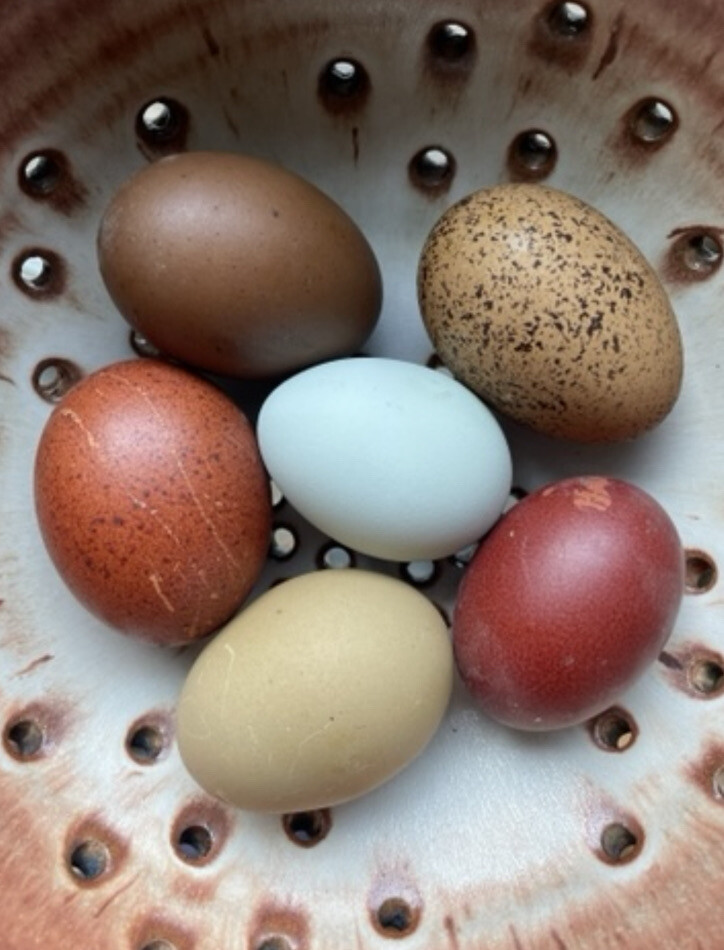 12+ Fertile Chicken Hatching Eggs Rainbow Mix Black Copper Maran Easter Egger
