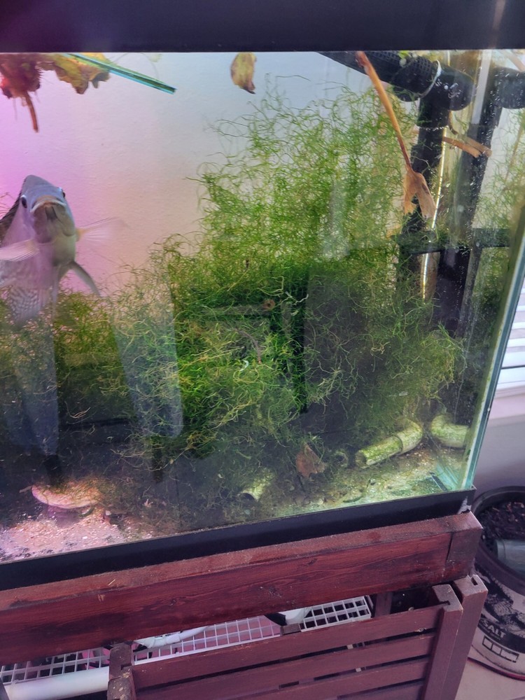 High Quality Java Moss (BUY 2 GET 1 FREE Combined Shipping) Softball Portion