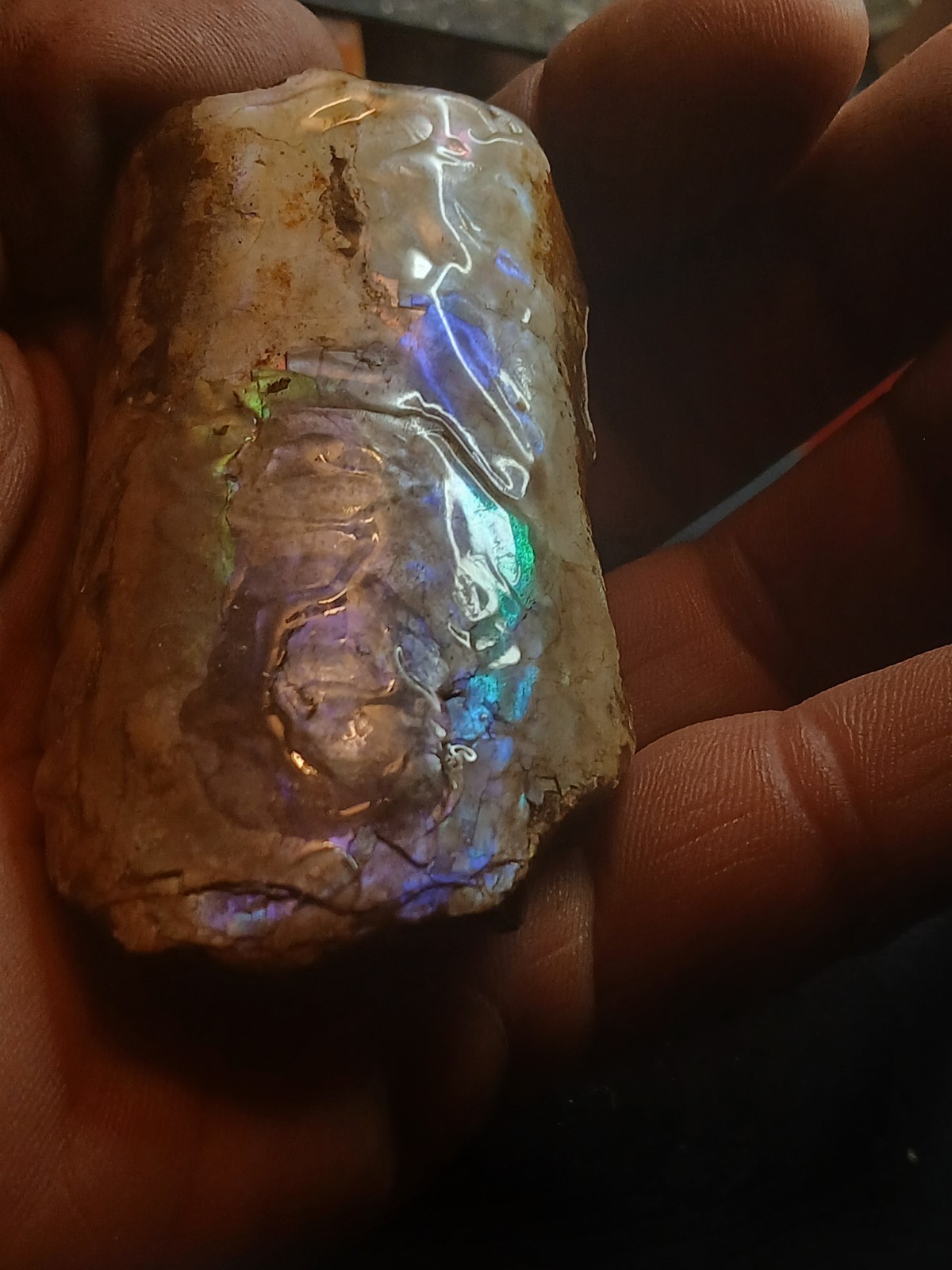 Brilliantly Colored Baculite/Iridescent/Opalized/Ammolite Gemstone