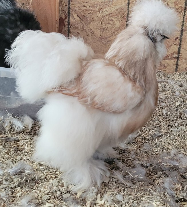 (6) Show Quality Silkie Bearded & Crested Fertile Hatching Eggs, Shipped in Foam
