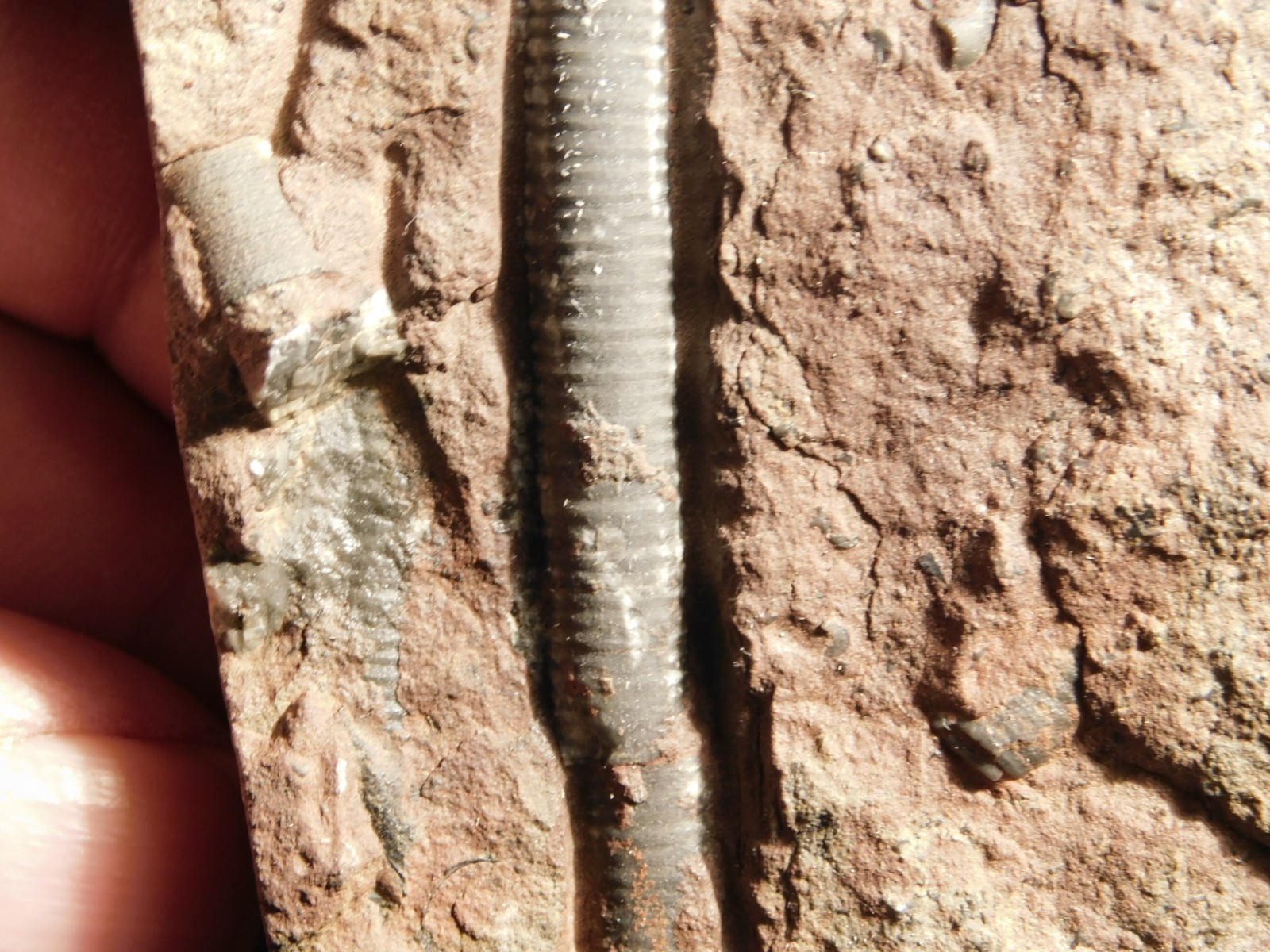 430 Million Year Old! CRINOID Fossil or Sea LILY Fossil Morocco 384gr