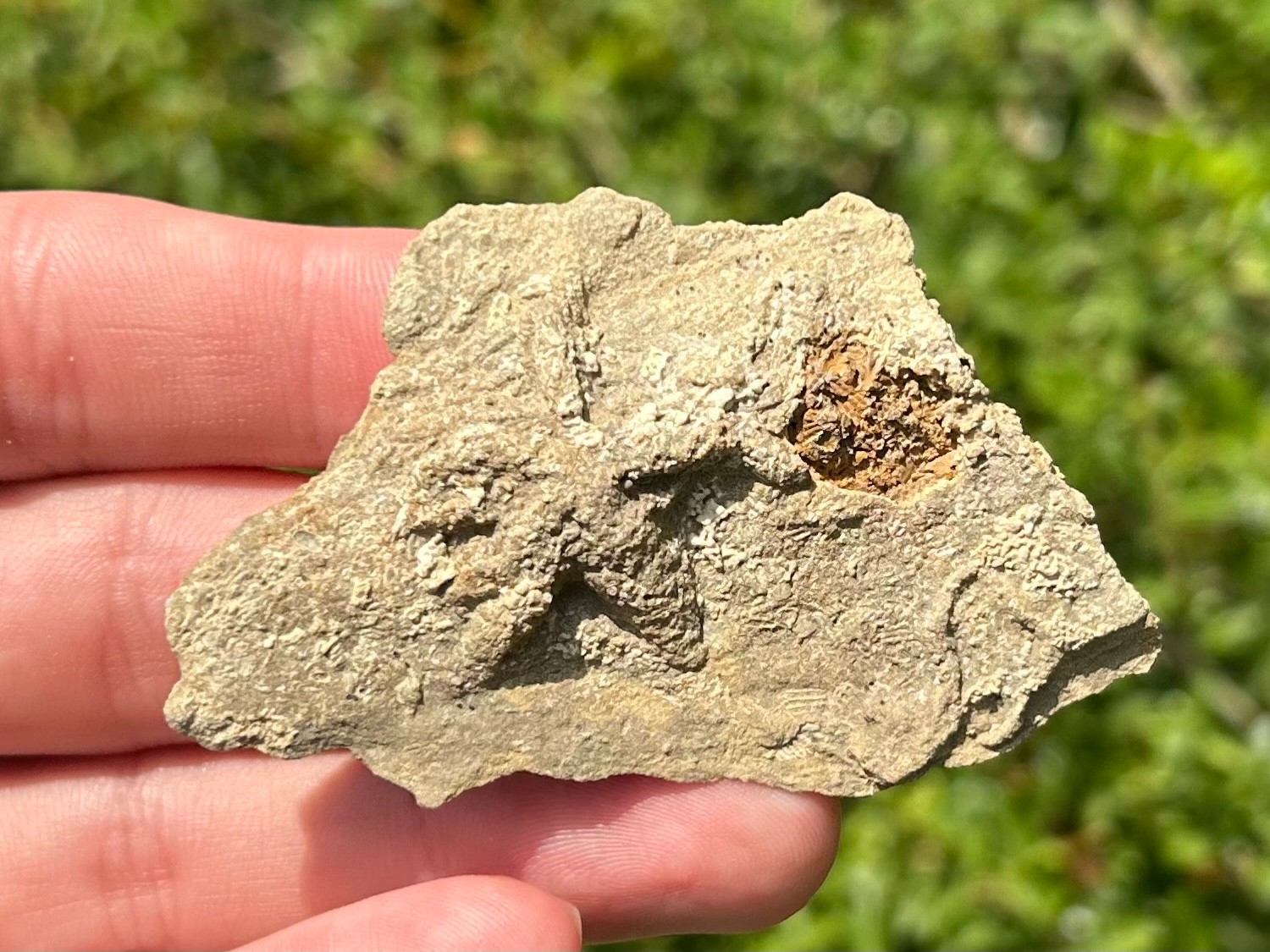 Alabama Fossil Starfish Cast Mississippian Age Bangor Limestone Formation