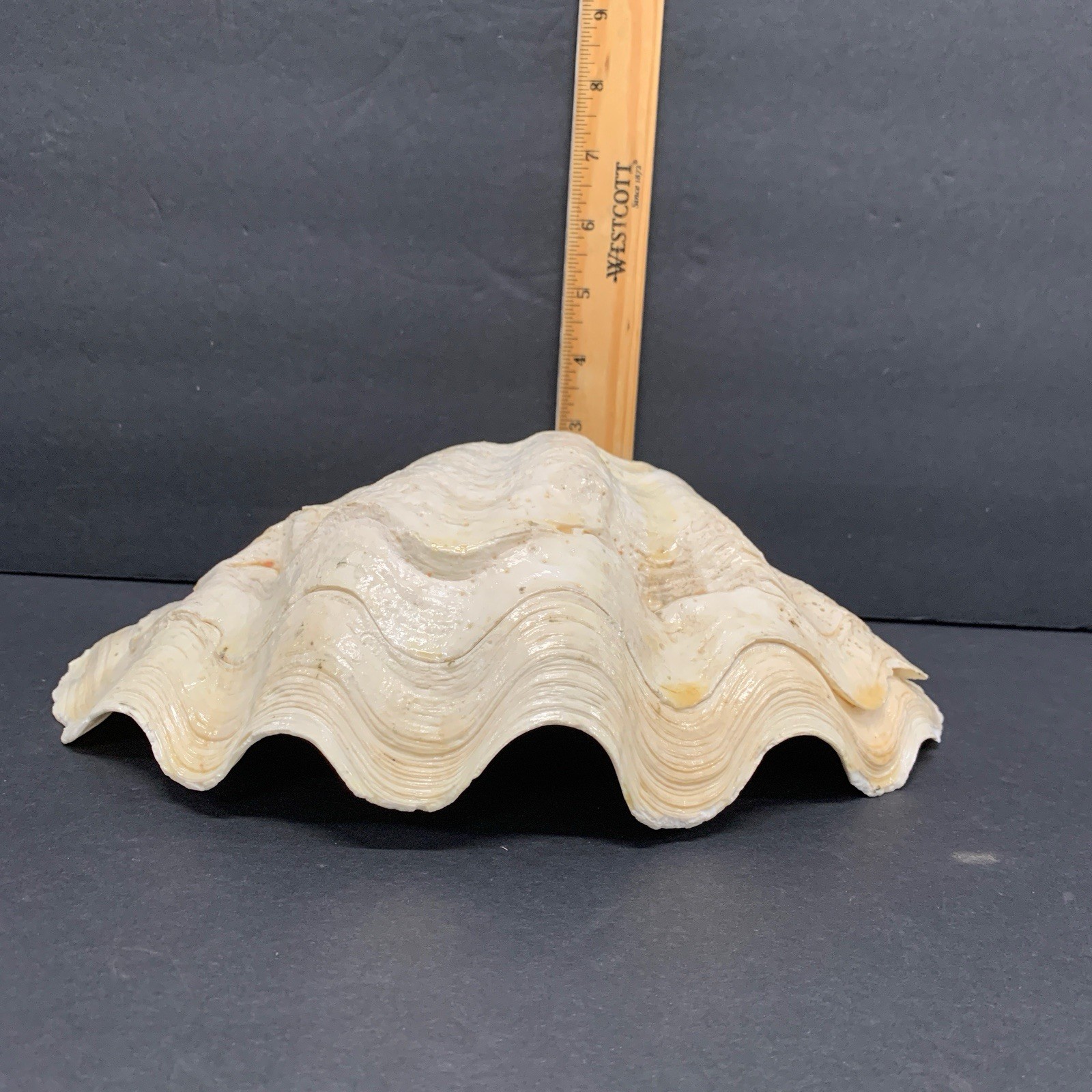 Tridacna Gigas Giant Natural Clam Shell - 11"x 7.5" 3.5lbs *Chipped* Vintage