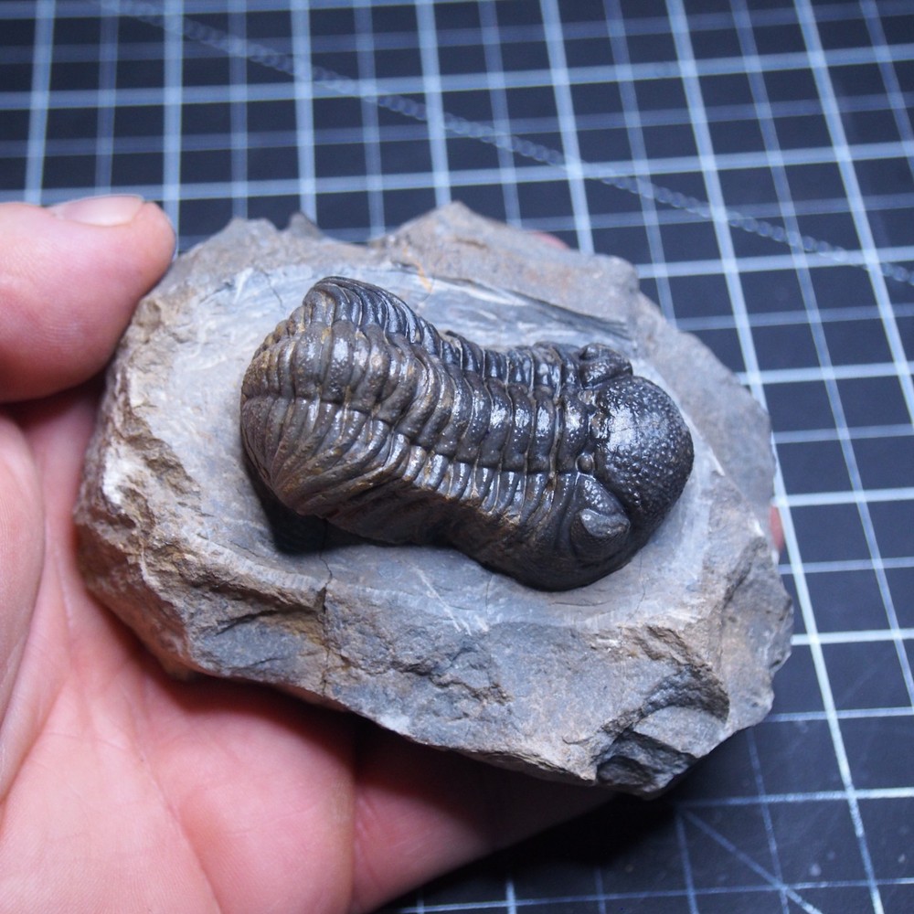 Morocops Trilobite Devonian Trilobiten Arthropods