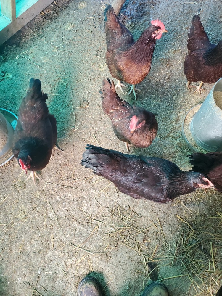 18 Exhibition Rhode Island Red Hatching Eggs