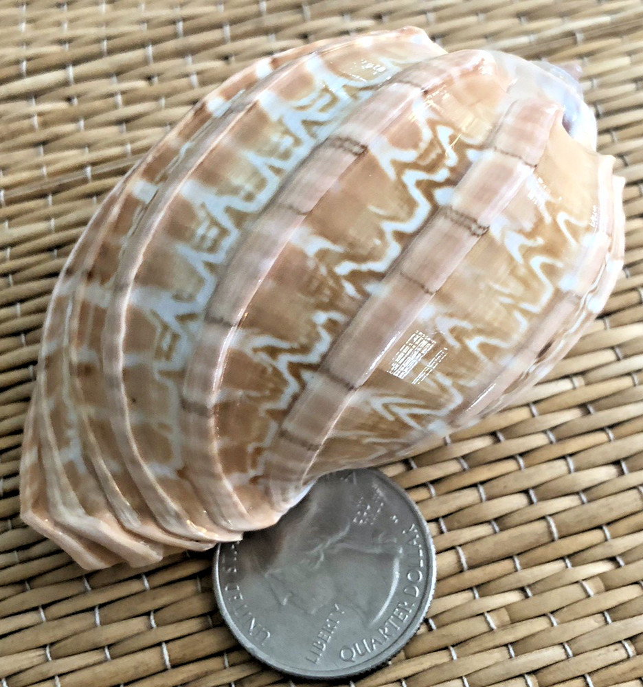 1 - 3" HARPA DAVIDUS SEA SHELL - COLLECTION OR HERMIT CRAB