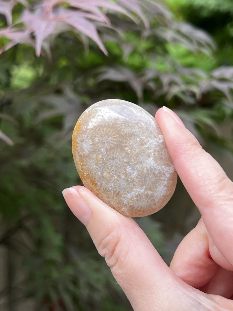 Fossilized Coral Crystal Palmstone AAA+ 40