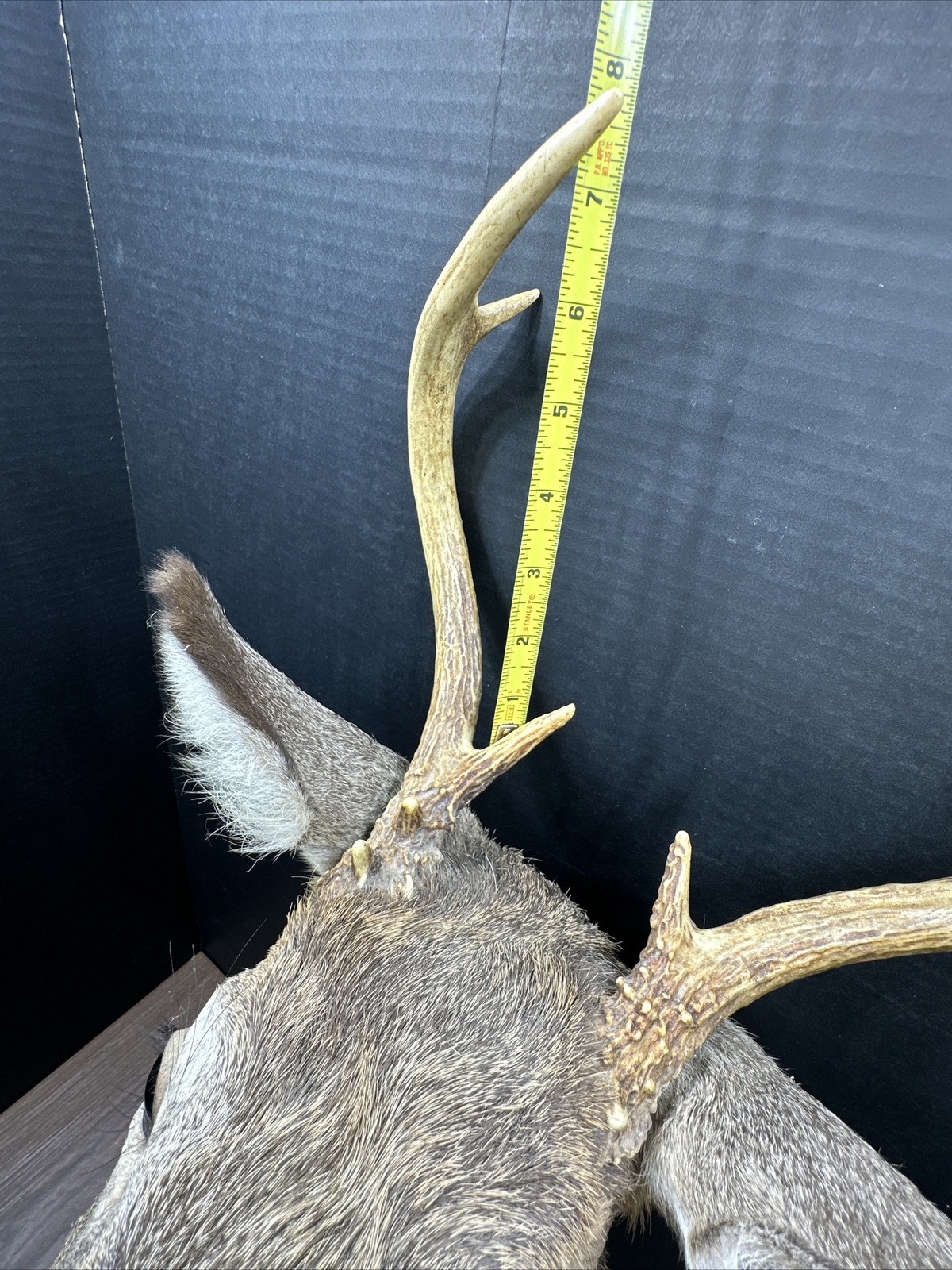 Nice 6 Point Whitetail Deer Buck Shoulder Mount Taxidermy