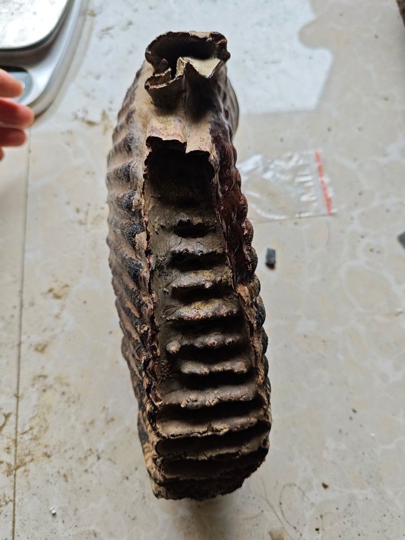 Exquisite fossilized teeth from the Ice Age - Ancient fossil specimens