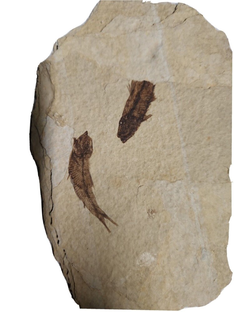 Fish Fossils in Shale