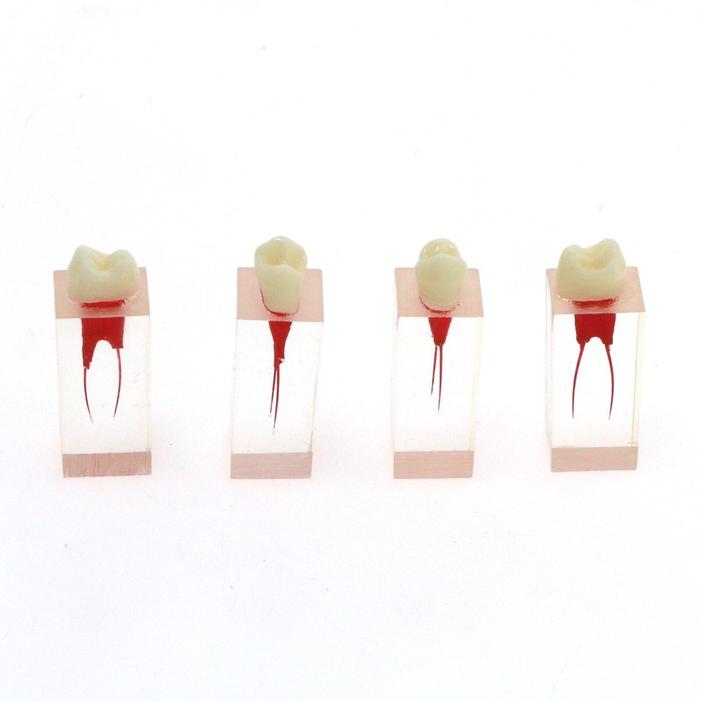 Dental Root Canal Practice Teeth Model for Pulp Study RCT Endo File Teach Study