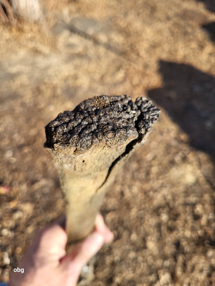 Historic Bison thoracic vertebra