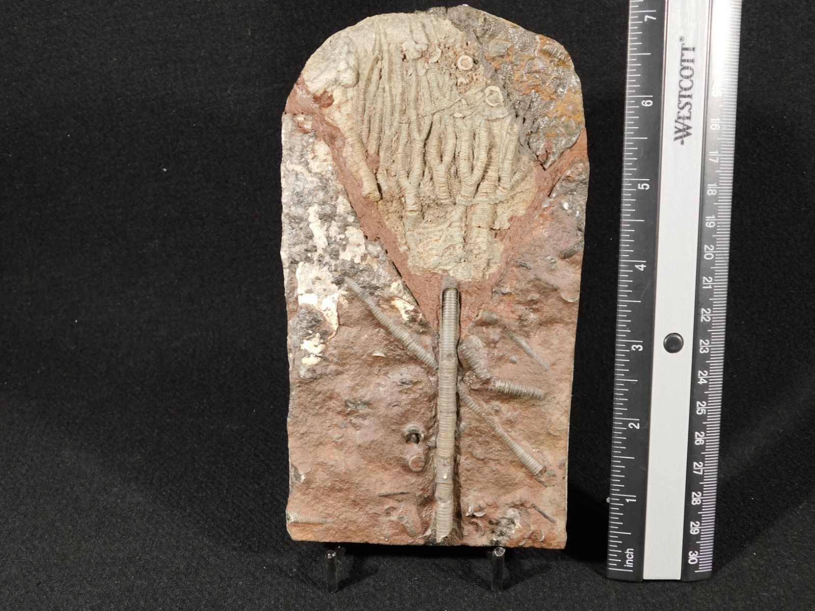 430 Million Year Old! CRINOID Fossil or Sea LILY Fossil Morocco 505gr