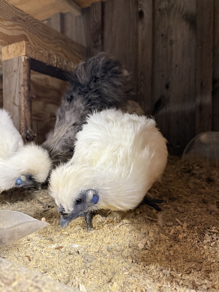 PURE Silkie Hatching Eggs (6)